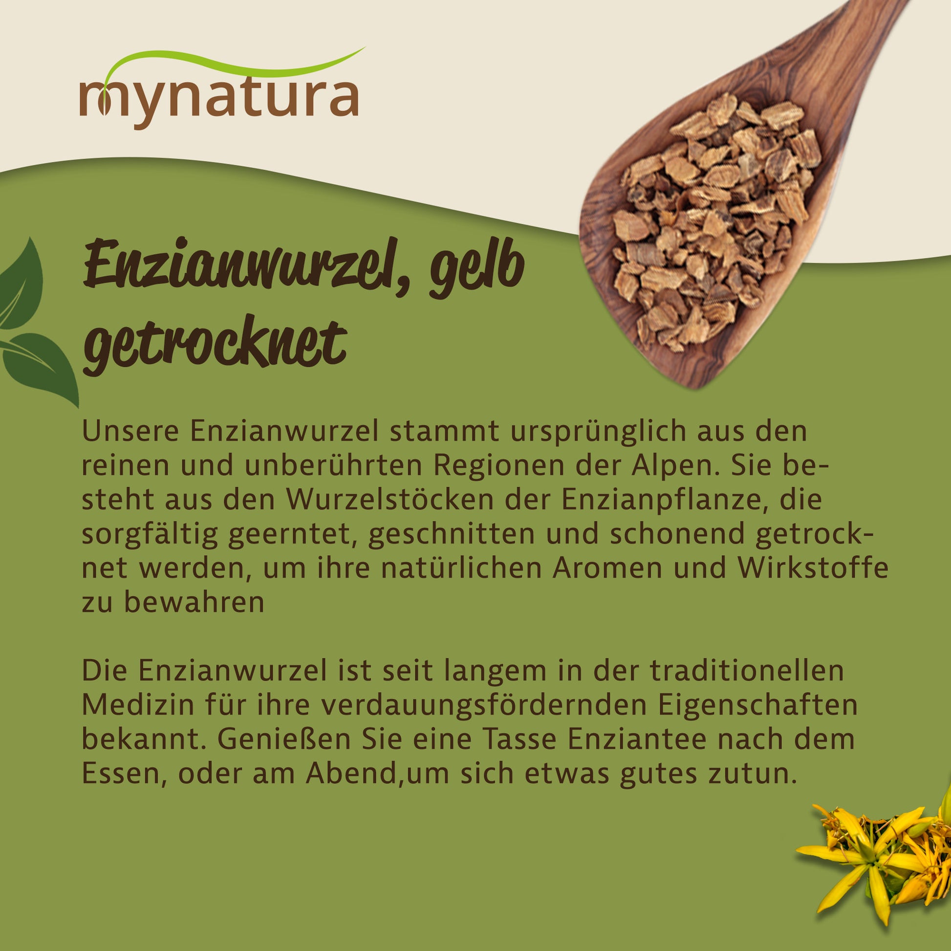 Holzlöffel mit getrockneter, geschnittener Enzianwurzel auf grünem Hintergrund, Text zur Herkunft der natürlichen Enzianwurzel.