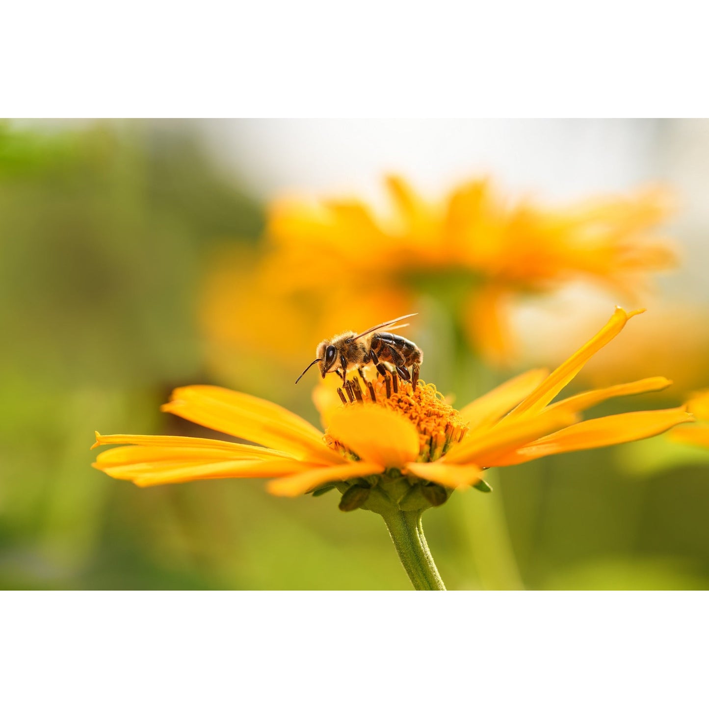 Nahaufnahme einer Biene auf einer gelben Blüte, symbolisiert die Nutzung der Bienenweide im Garten oder auf der Wiesenfläche.