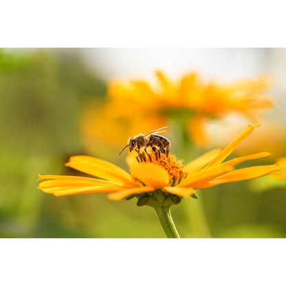 Nahaufnahme einer Biene auf einer gelben Blüte, symbolisiert die Nutzung der Bienenweide im Garten oder auf der Wiesenfläche.