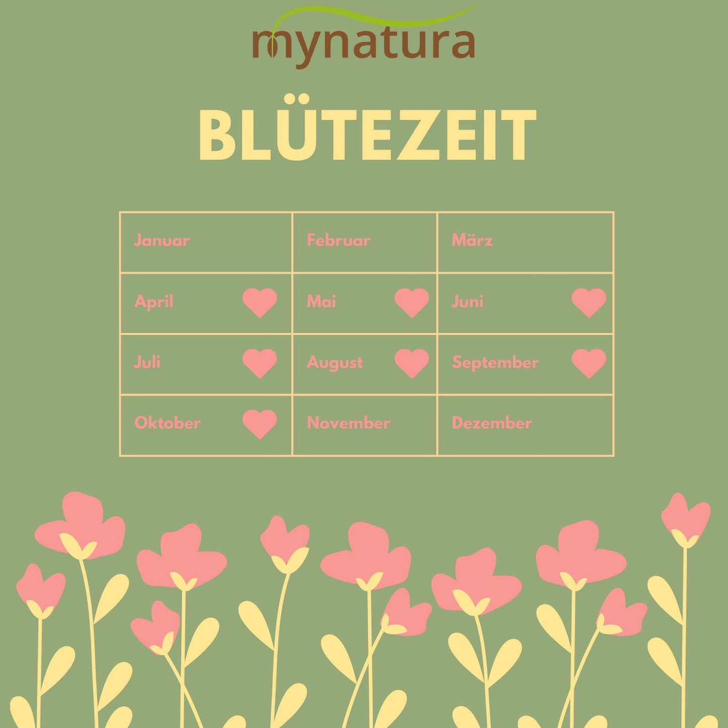 Blütezeit-Kalender der Bienenweide auf grünem Hintergrund mit rosa Blumenillustration, ideal für die Planung im Garten oder auf der Wiesenfläche.