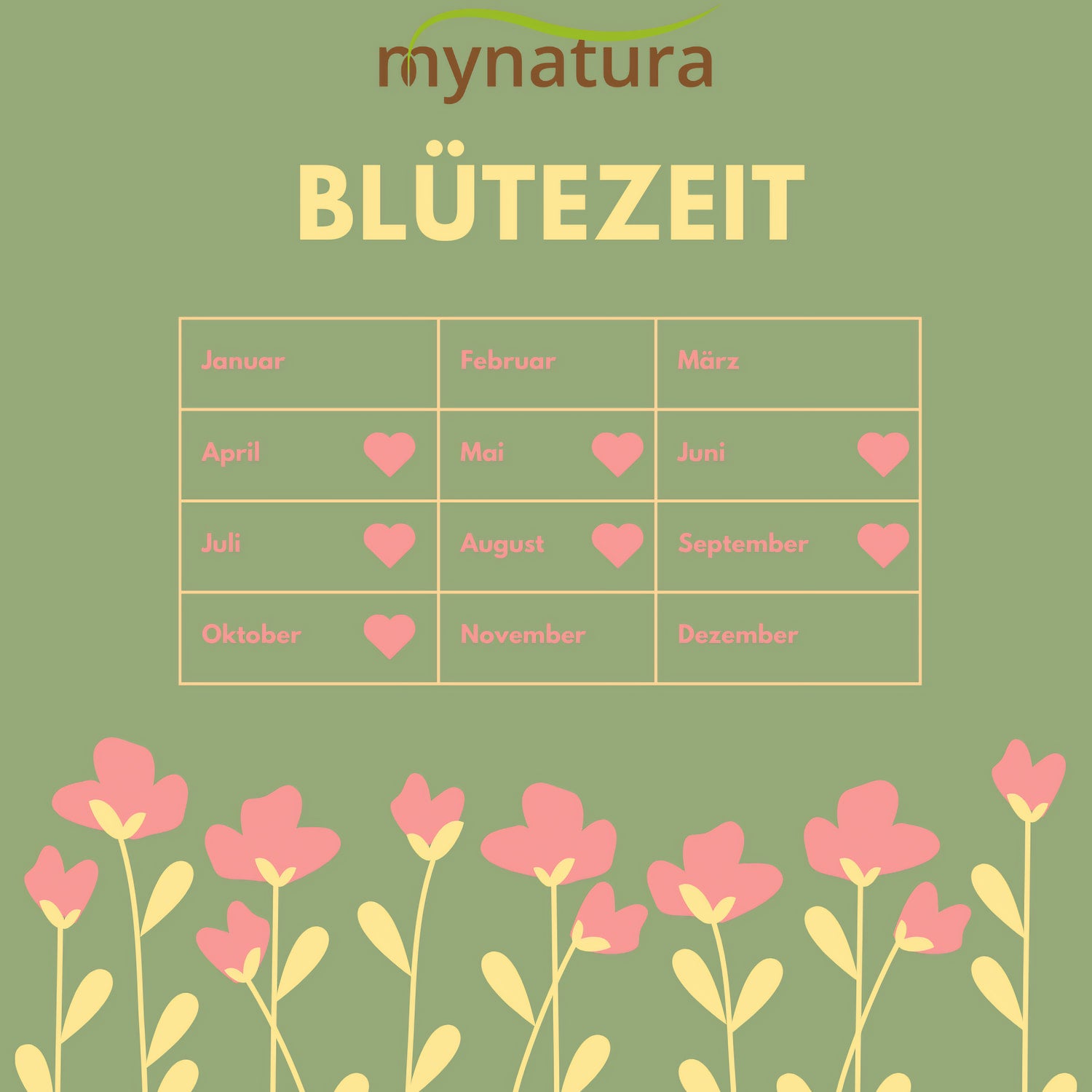 Blütezeit-Kalender der Bienenweide auf grünem Hintergrund mit rosa Blumenillustration, ideal für die Planung im Garten oder auf der Wiesenfläche.