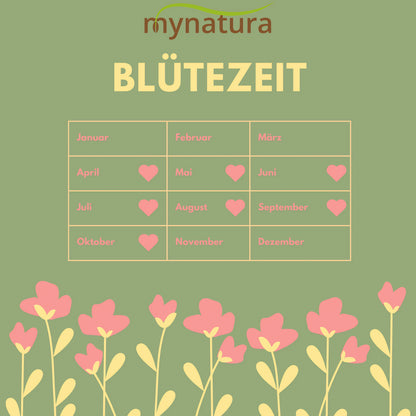 Blütezeit-Kalender der Bienenweide auf grünem Hintergrund mit rosa Blumenillustration, ideal für die Planung im Garten oder auf der Wiesenfläche.