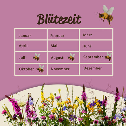 Blütezeit-Tabelle der Bienenweide mit Monaten und Bienen-Illustrationen, unten bunte Blumenwiese als Symbol für Wiesenfläche im Garten.