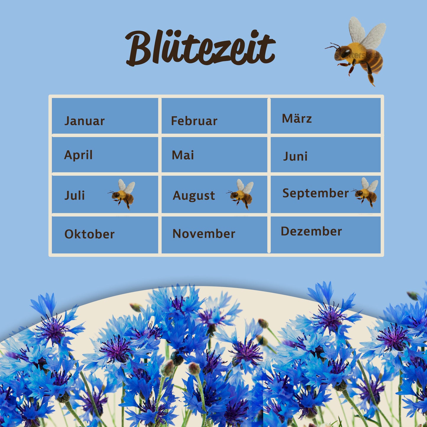 Tabelle zur Blütezeit der Kornblume mit Monatsübersicht, Bienen-Illustrationen und Kornblumen am unteren Bildrand.