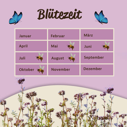 Blütezeit-Tabelle für phacelia blumensamen mit Monaten, Bienen-Symbolen und Blumenillustration unten.