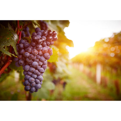 Nahaufnahme einer reifen, violetten Traube am Weinstock im Sonnenlicht, natürliche Quelle für Traubenkernextrakt als Superfood.