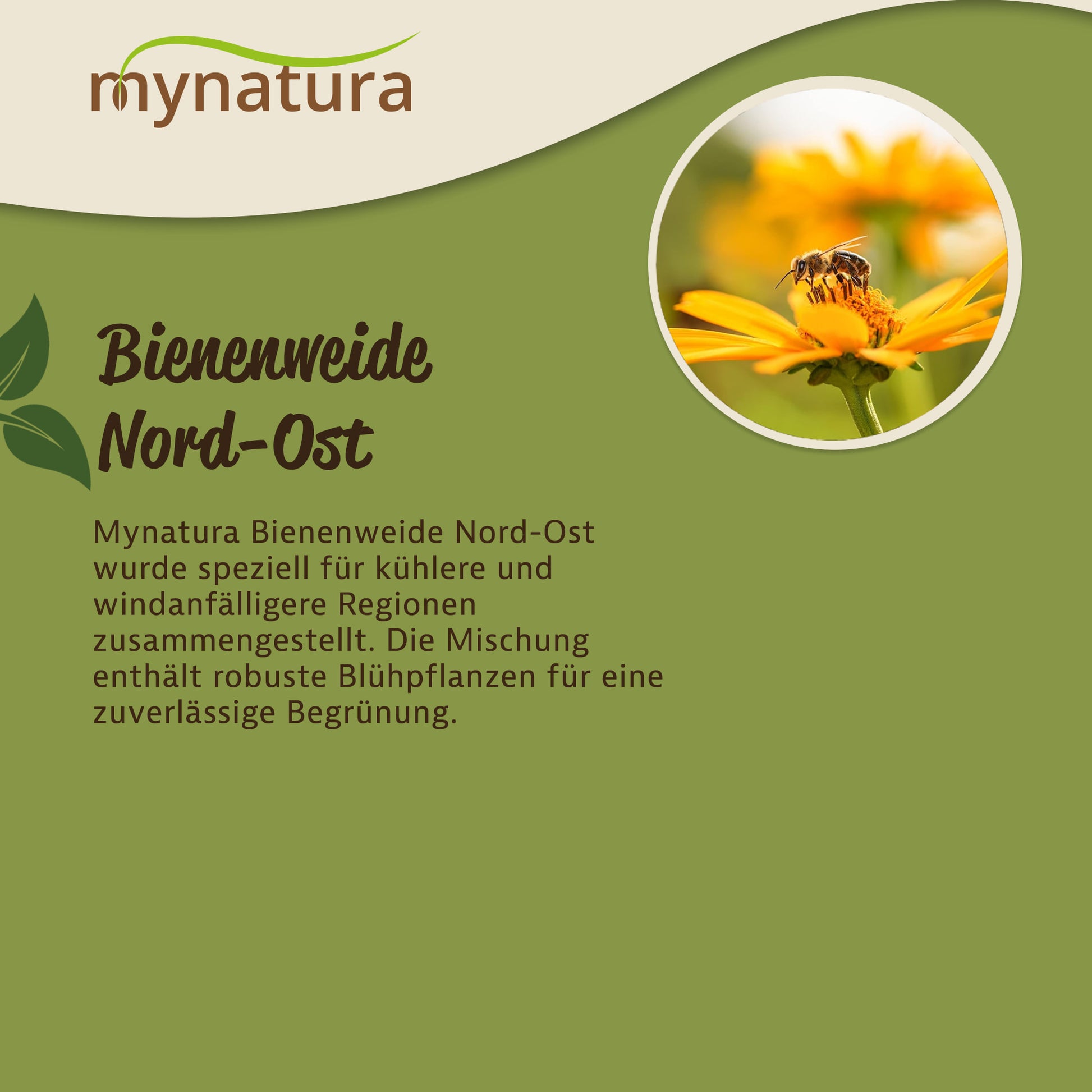 Infografik zu Mynatura Bienenweide Nord-Ost mit Textbeschreibung und Foto einer Biene auf einer gelben Blüte, grüner Hintergrund.