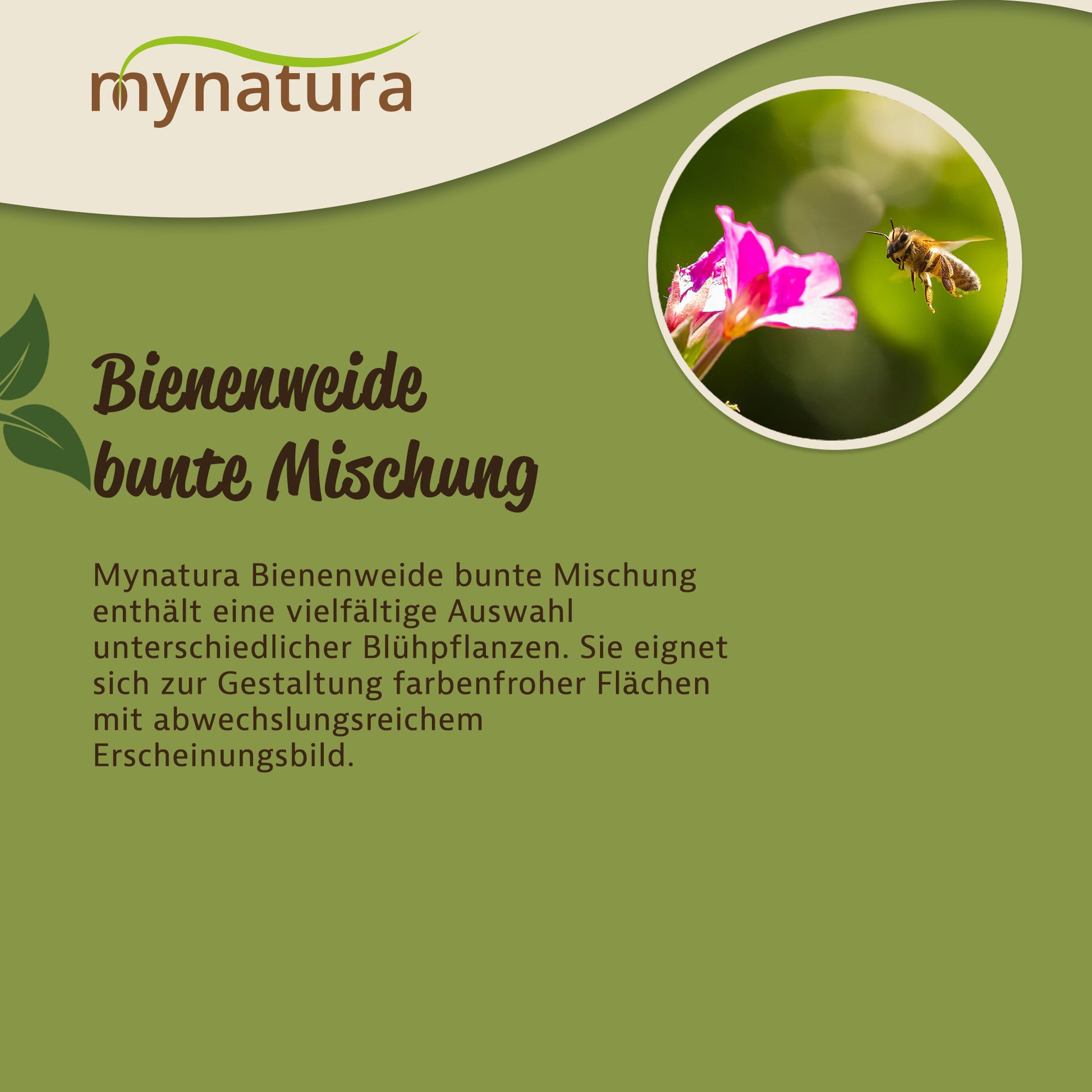 Nahaufnahme einer Biene an einer Blüte, daneben Text zur Bienenweide bunte Mischung auf grünem Hintergrund.