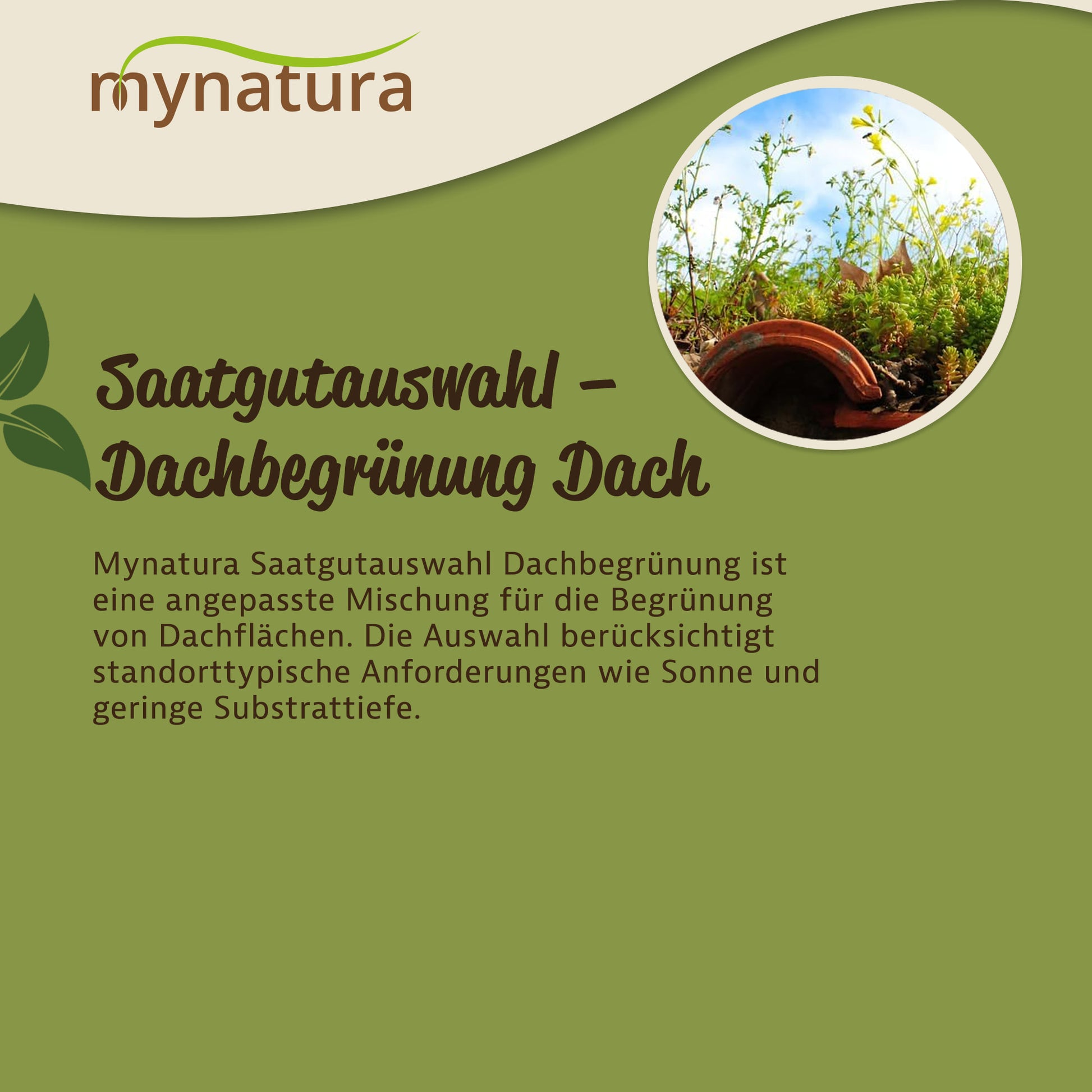 Grafik mit Text zur Saatgutauswahl Dachbegrünung, oben Mynatura-Logo, rechts rundes Foto mit bepflanzter Wiesenfläche auf Dach