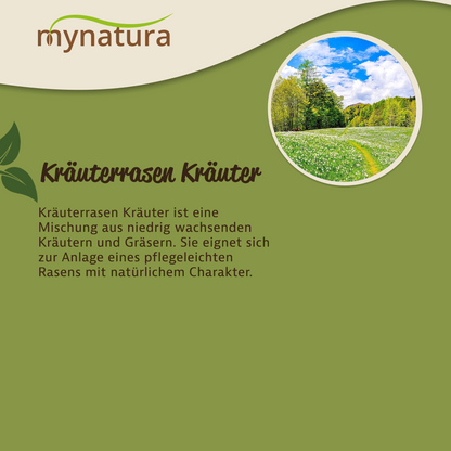 Kräuterrasen Wintergrüne Mischung - im Beutel ab 100g